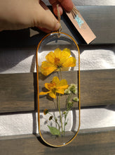 Load image into Gallery viewer, Golden Cosmo Wall Decor- Unique wooden frame, Capsule shaped, real pressed flowers