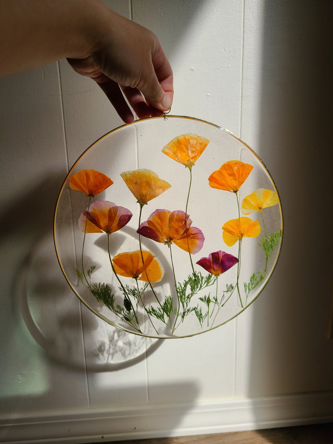 Large California Poppy wall hanging, 10 inches in diameter, clear background, california wildflower