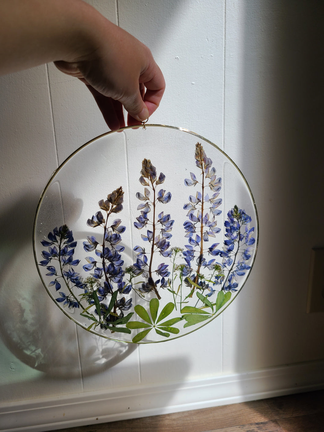 Large California lupine wall hanging, 10 inches in diameter, clear background, california wildflower